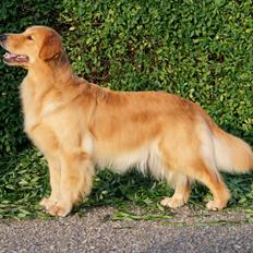Golden retriever Leongolden Cha Cha Cha