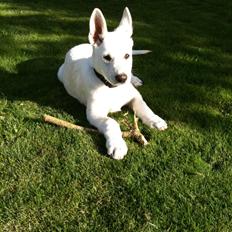 Hvid schæfer Buller