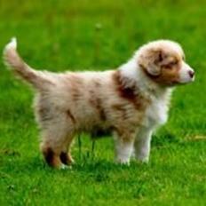 Australian shepherd Godrumgaards Mirell