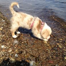 Australian shepherd Godrumgaards Mirell