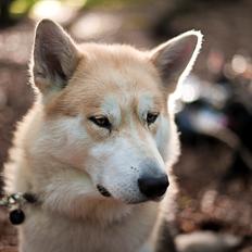 Alaskan malamute Frej
