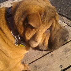 Shar pei Mei-Li (Meatmouth Give Me The Rubin)