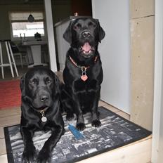 Labrador retriever Joe