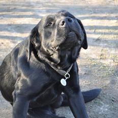 Labrador retriever Joe