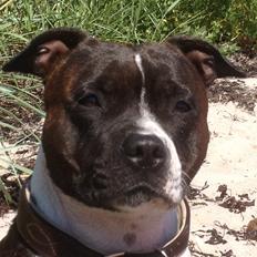 Staffordshire bull terrier Staff Royals Good Chanel