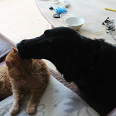 Flat coated retriever Lea