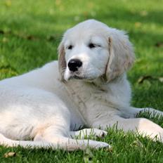 Golden retriever Calvin
