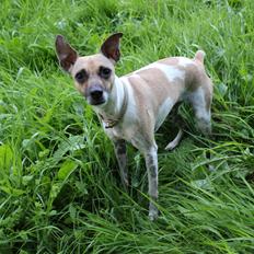 Blanding af racer Luca