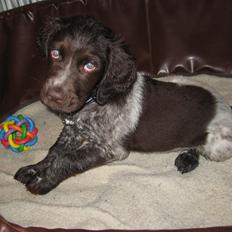 Kleiner münsterländer Bastian