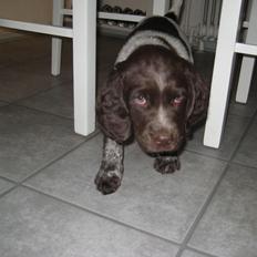 Kleiner münsterländer Bastian