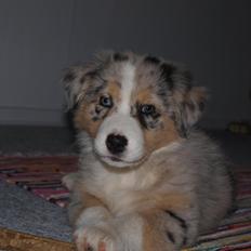 Australian shepherd Godrumgaard´s Cortina (Tidl. Hund)