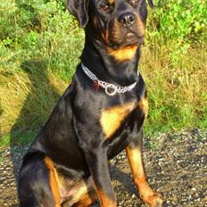 Rottweiler Gaia