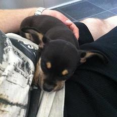 Blanding af racer cookie