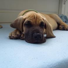 Grand danois The King and I prince Alain  -  Loke