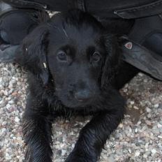 Flat coated retriever Diva