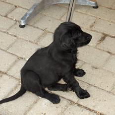 Flat coated retriever Diva