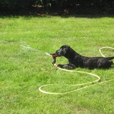 Flat coated retriever Diva