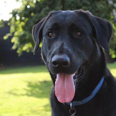 Blanding af racer | Buster