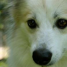 Blanding af racer Nala