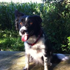 Blanding af racer Nala