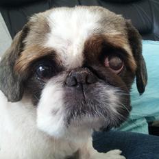Pekingeser Pong (Bufas)