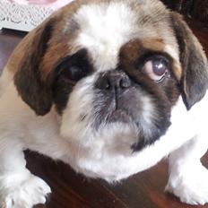 Pekingeser Pong (Bufas)