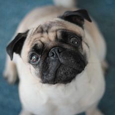 Mops Zoe - Rullepølsen