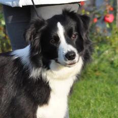 Border collie Kian Star Jewel Of Bright Phantom (baby)