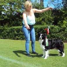 Border collie Kian Star Jewel Of Bright Phantom (baby)