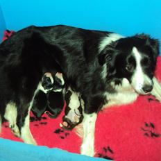 Border collie Kian Star Jewel Of Bright Phantom (baby)