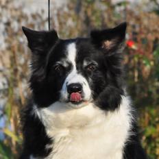 Border collie Kian Star Night Ally