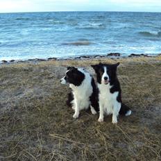 Border collie Kian Star Night Ally