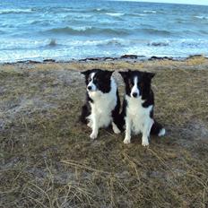 Border collie Kian Star Night Ally