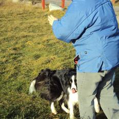 Border collie Kian Star Bright Jessie