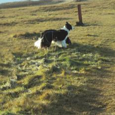 Border collie Kian Star Bright Jessie