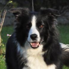 Border collie Kian Star Bright Jessie