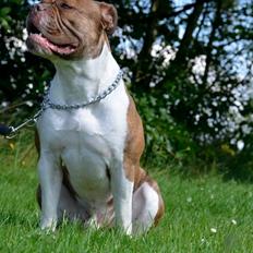 Olde english bulldogge Oberst <3