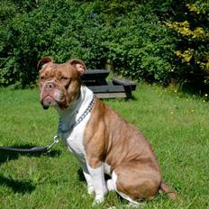 Olde english bulldogge Oberst <3