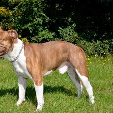 Olde english bulldogge Oberst <3