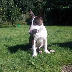 Bullterrier miniature Kenzo