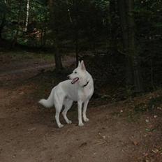 Hvid Schweizisk Hyrdehund Baldo *R.I.P. 02.03.2012 ;(*