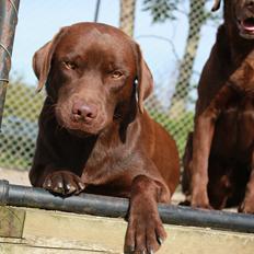 Labrador retriever Rex