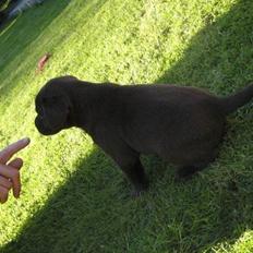 Labrador retriever Rex