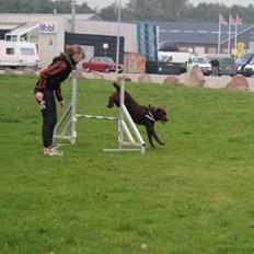 Labrador retriever Rex