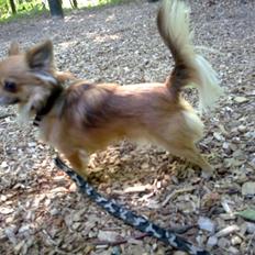 Chihuahua Armani
