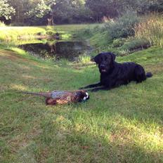 Labrador retriever Handberg's Abigail (Abby)
