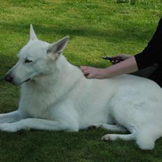 Hvid Schweizisk Hyrdehund Baldo *R.I.P. 02.03.2012 ;(*