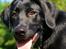 Labrador retriever Anton - Det er nu en lækker hund jeg har! :D
26/07-2012.