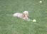 Cocker spaniel Cocio  - 8uger og 5dage