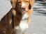 Nova scotia duck tolling retriever Redborn first Contact (Dixie) [Himmelhund] - 8 måneder